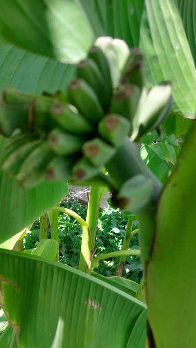 САЖЕНЦЫ  плоданосящих  Бананов