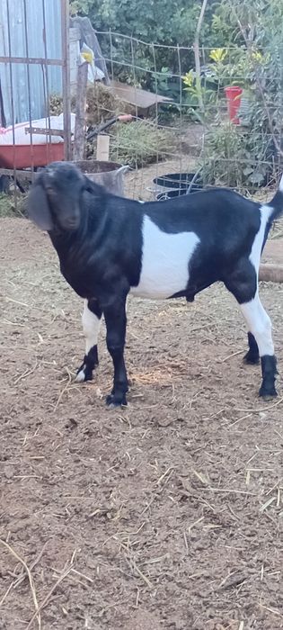 Англо-нубийский теке сатылады.Ургашысы бар.