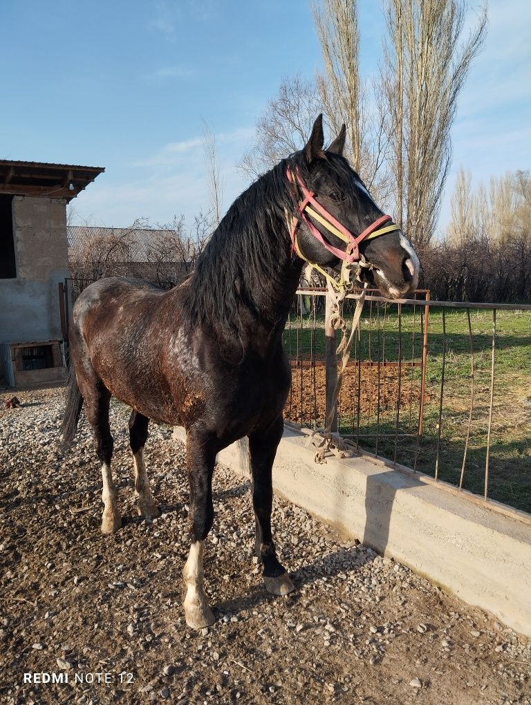 Айғыр сатылады 6 жасар