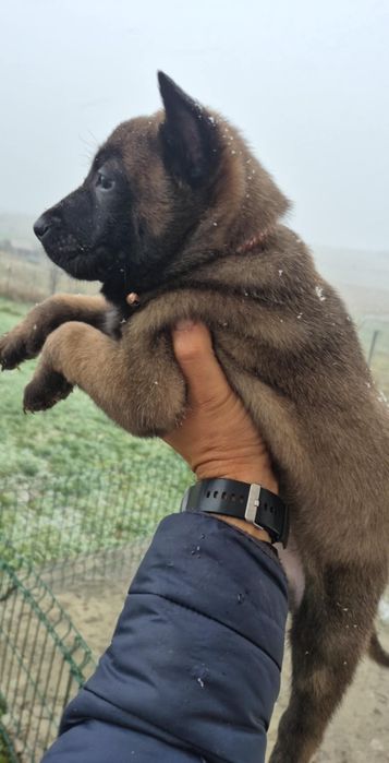 Ciobanesc belgian malinois Mascul PEDIGREE