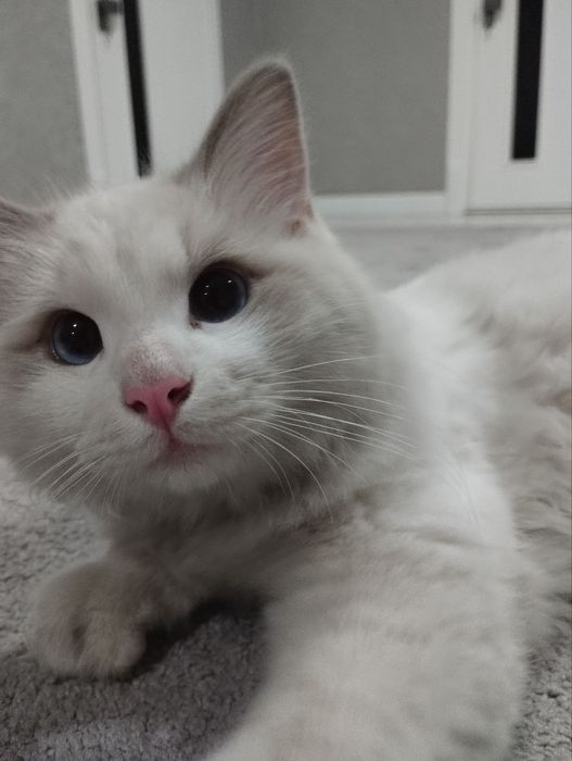 Toza o'g'il bola Regdoll mushugi