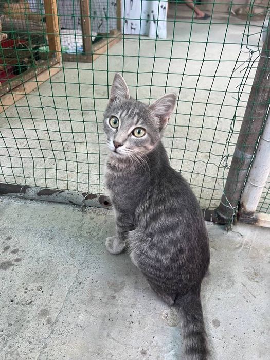Бесплатно котята в добрые руки