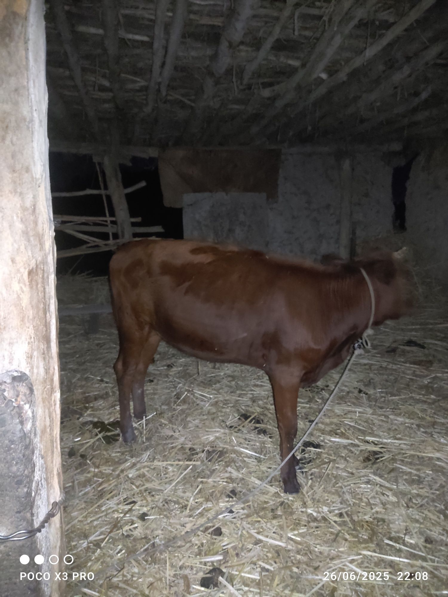 Satylatyn kashar tana bar