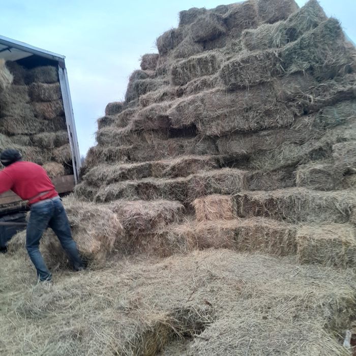 Baloti fan sau lucerna Rotunzi 40.Drept.500;Pomi Aluni Nuc.Castan.Afin