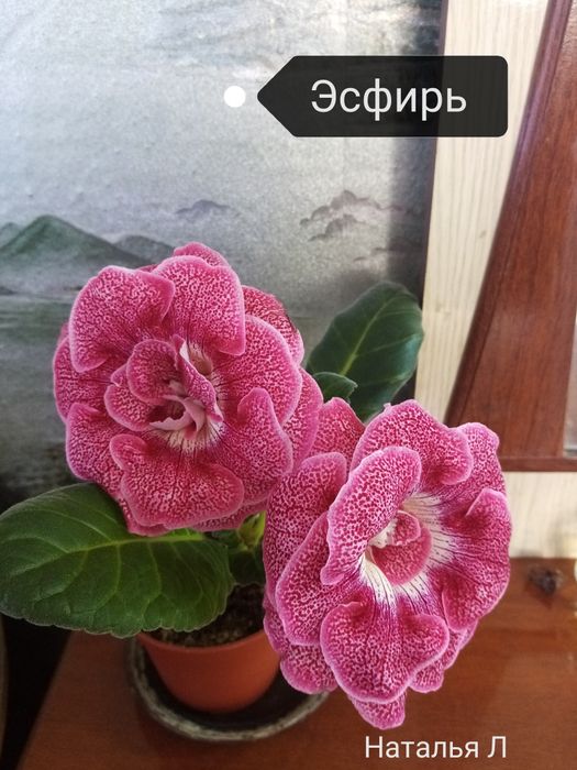 Продаётся набор сортовых деток глоксиний