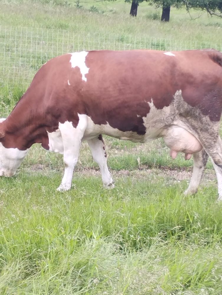 Vand vaca si vitei