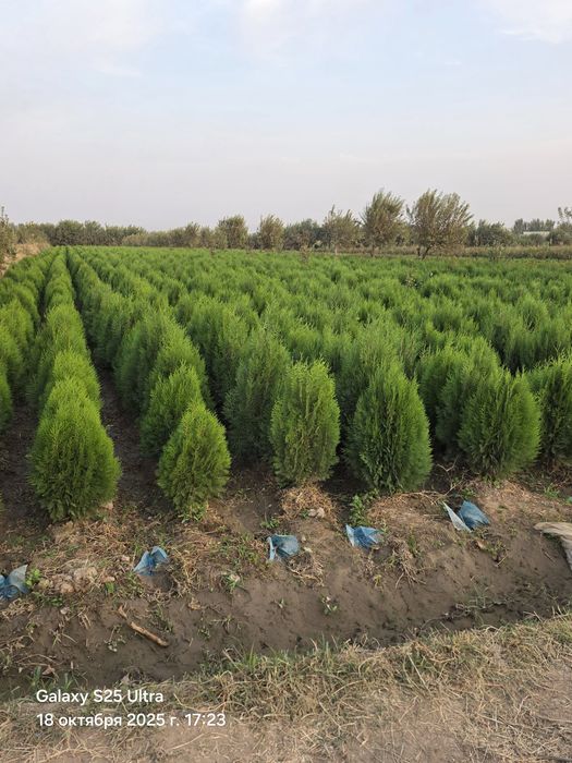 Туя камфак оптим нархда