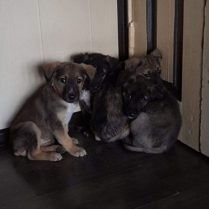 Щенки,в добрые руки