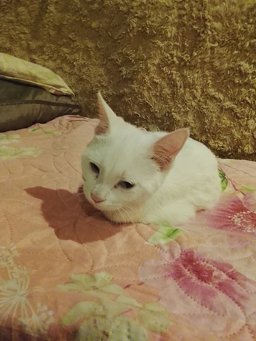 Отдам породистую кошку ангорку месяца 2 возраст