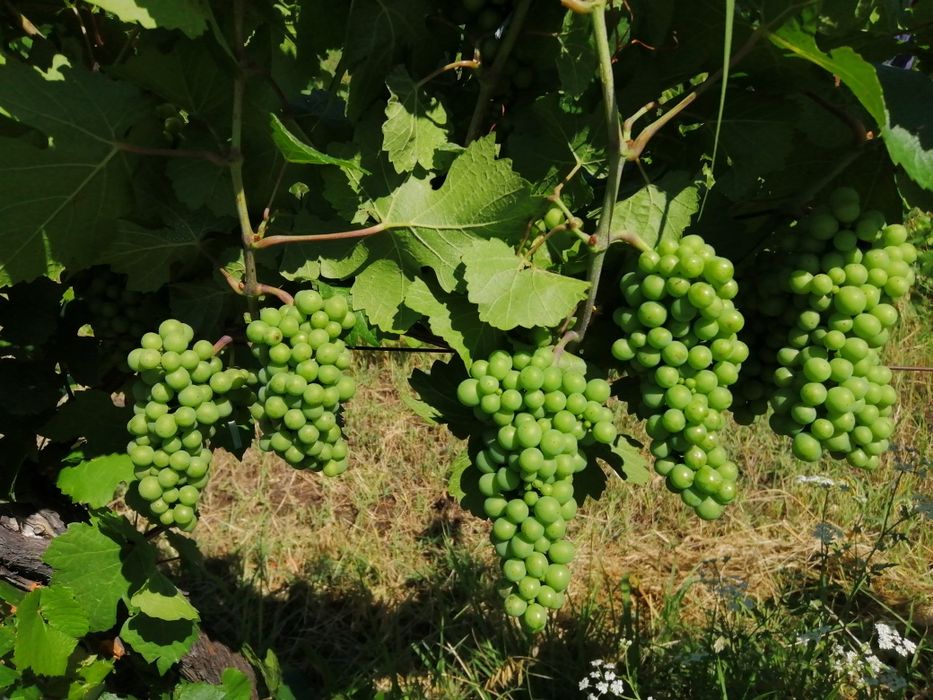 Butasi vita de vie direct de la producător