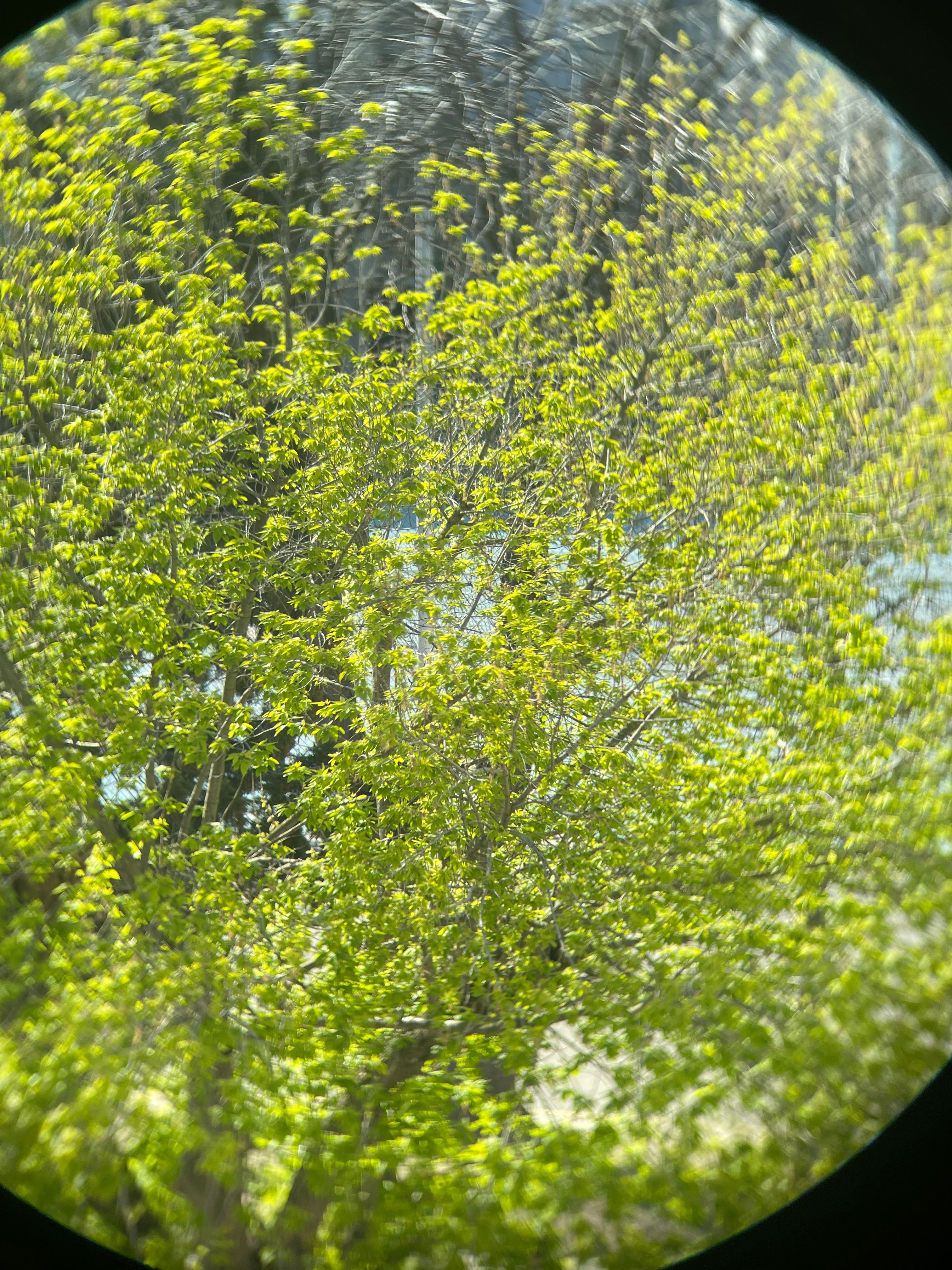 Бинокъл Carl Zeiss Jena Dekarem 10x50 multi-coated