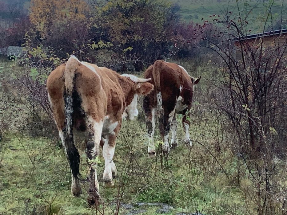 Junincă de vânzare