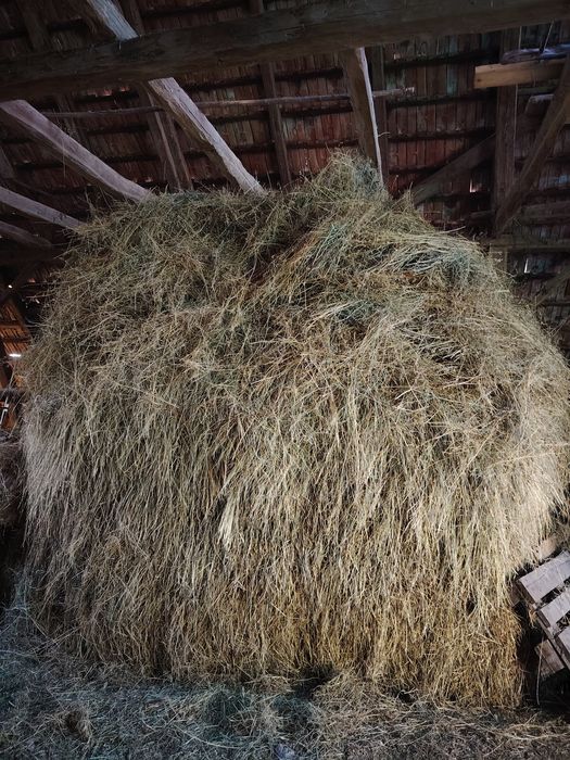 Vând lucernă vărsată