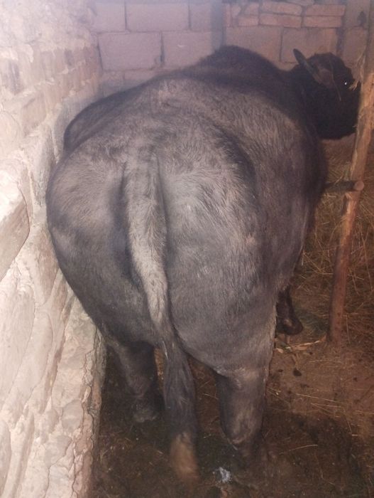 Vând bivoliță cu lapte.