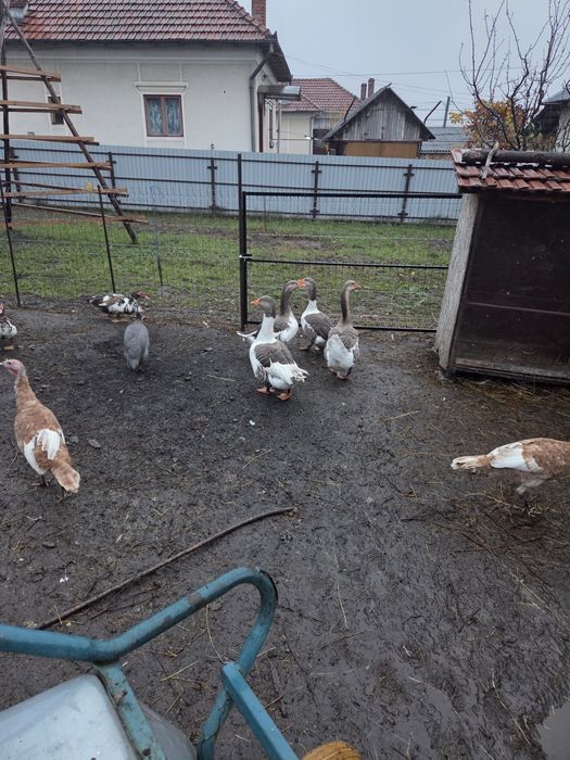 Vand gaste romanesti