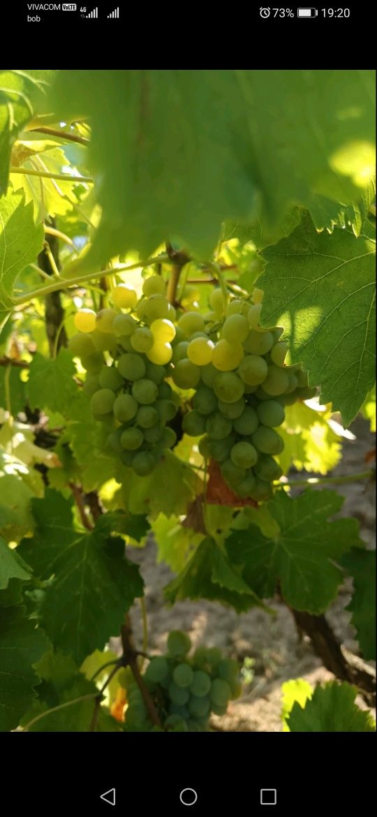 Продавам грозде Совиньон блан.