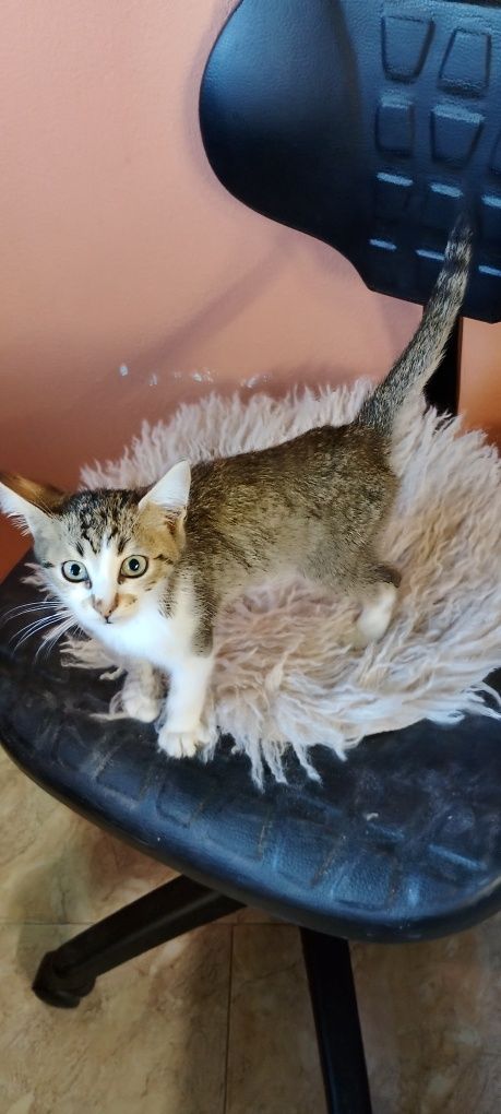 Мъжки котарак-Мъри