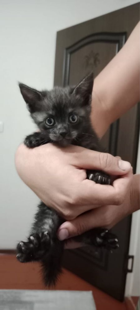 Кошка бесплатно