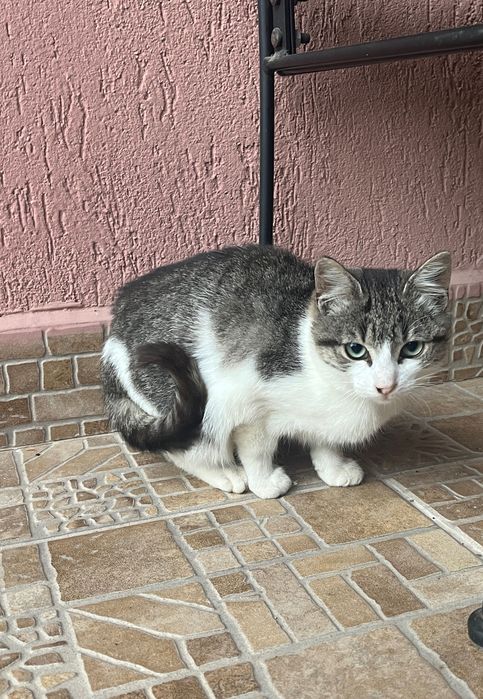 Pisicuța pentru adopție