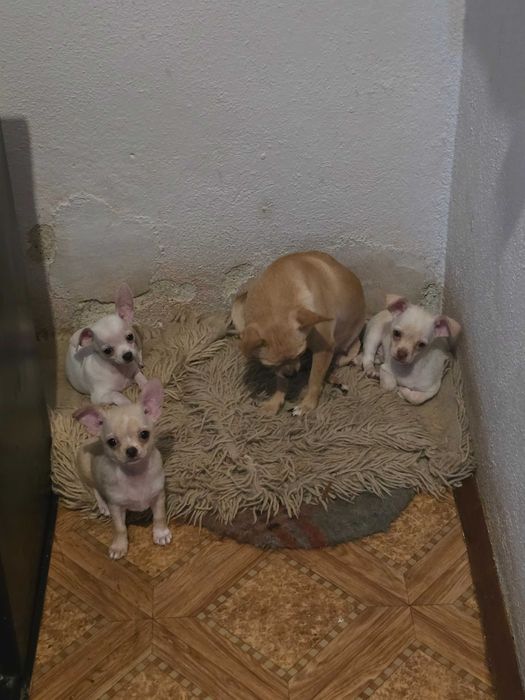 Чихуахуа кученца чистокръвни