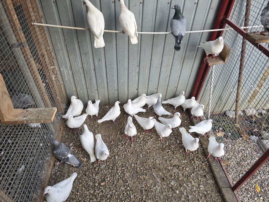 Porumbei hubble 21 de bucati  si alte rase
