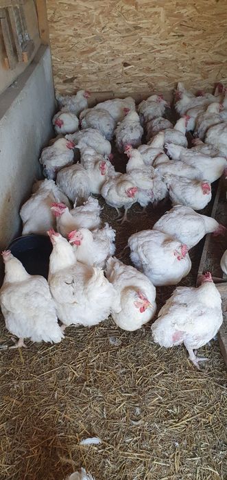 Vand gaini albe de carne