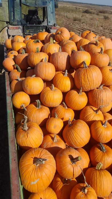 Dovleac halloween