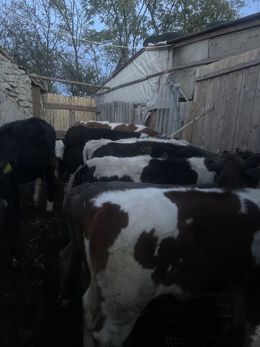 Vitele de rasa sunatiii