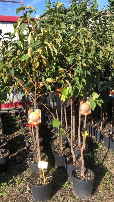 Pomi Fructiferi Exotici La Ghiveci (Kaki )