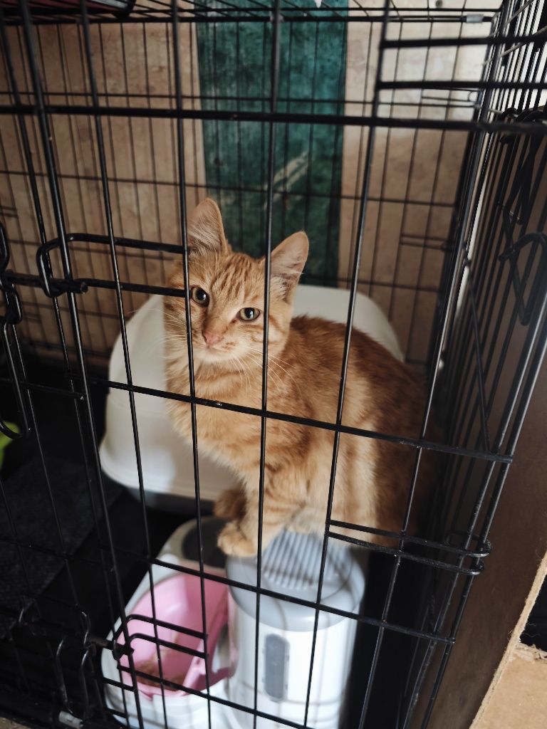 Котенок рыжий мальчик