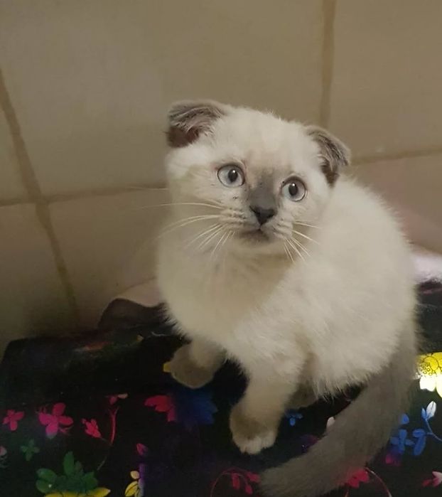 Шотланские котята в редком оркасе блю поинт