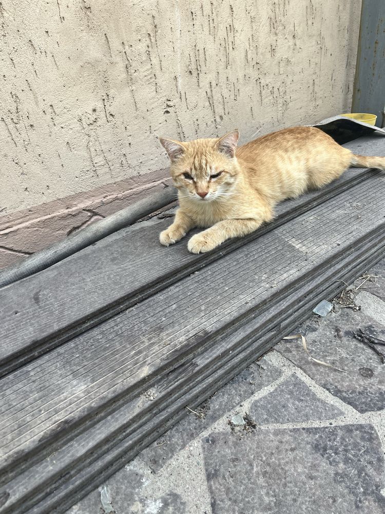 Отдам рыжего кота в хорошие руки