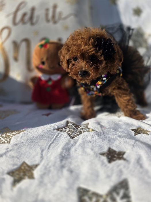 Пудел той момиче с документ за произход