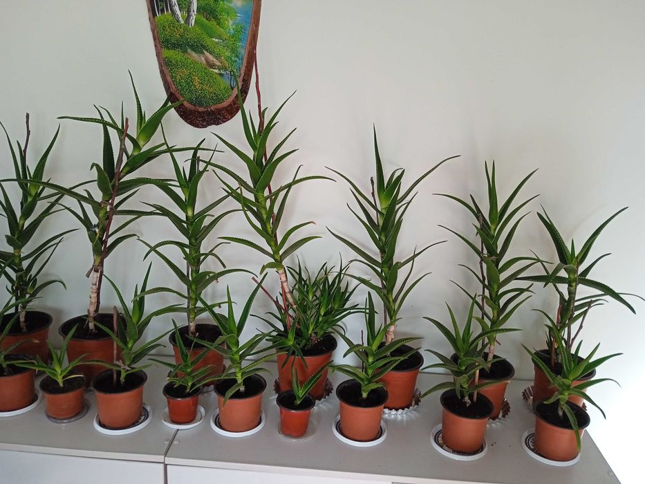 Комнатные и садовые цветы