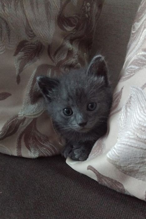 Продам котёнка мальчик