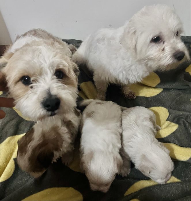 Vand pui de bichon Maltez