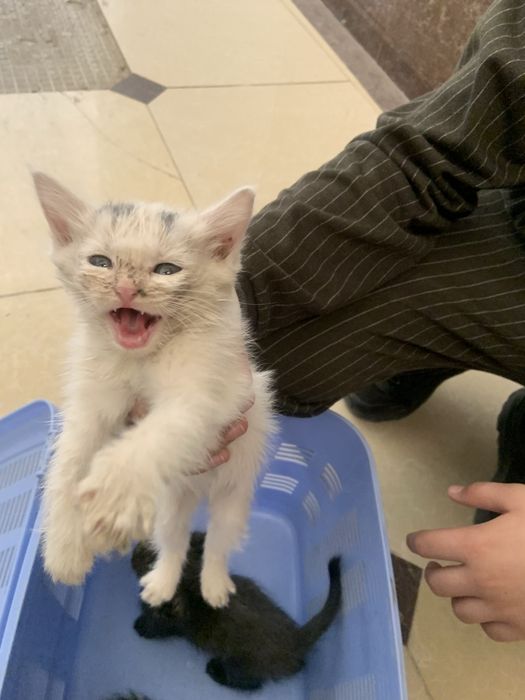 Отдам котят бесплатно Мушук боласини бепул бераман