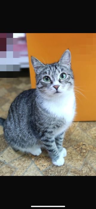 Ласковая красавица Муся