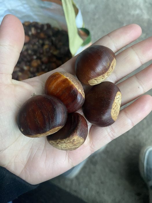 castane proapete culese tauti de sus