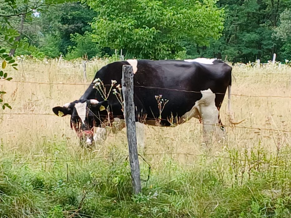 Vacă Holstein, gestanta
