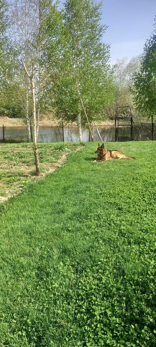 Продаётся дача за понтонным мостом С.О. Черемушки выходом на протоку