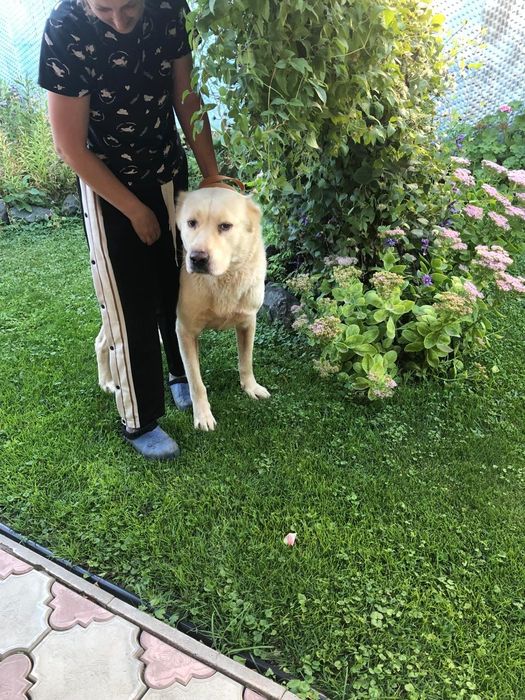 Продам . Щенков алабая