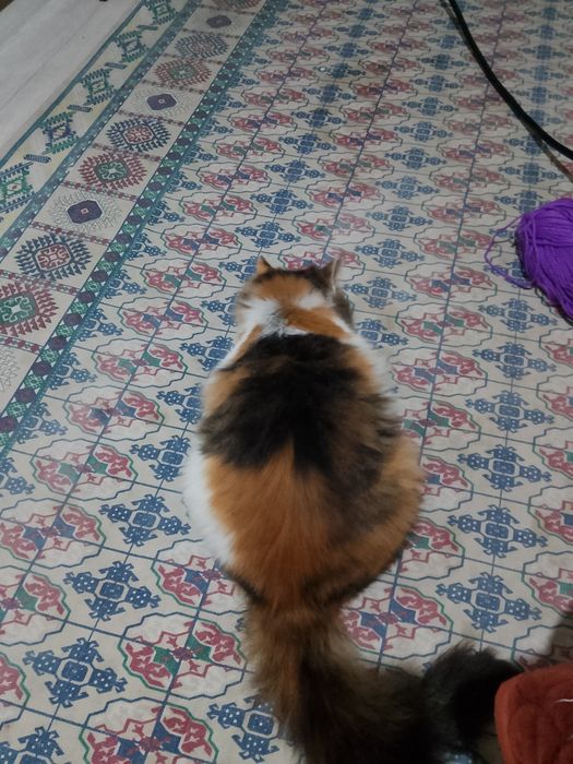 Кошка ,девочка отдам