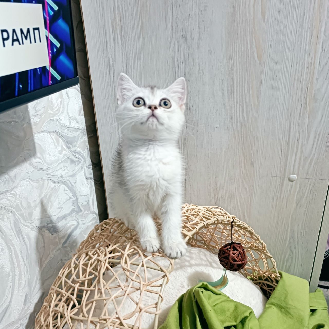скотиш страйт серебристая шиншилла