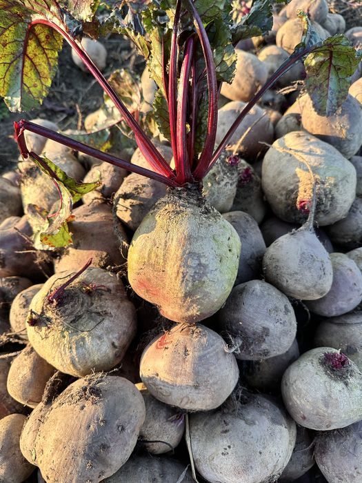 Sfeclă roșie Bio dulce