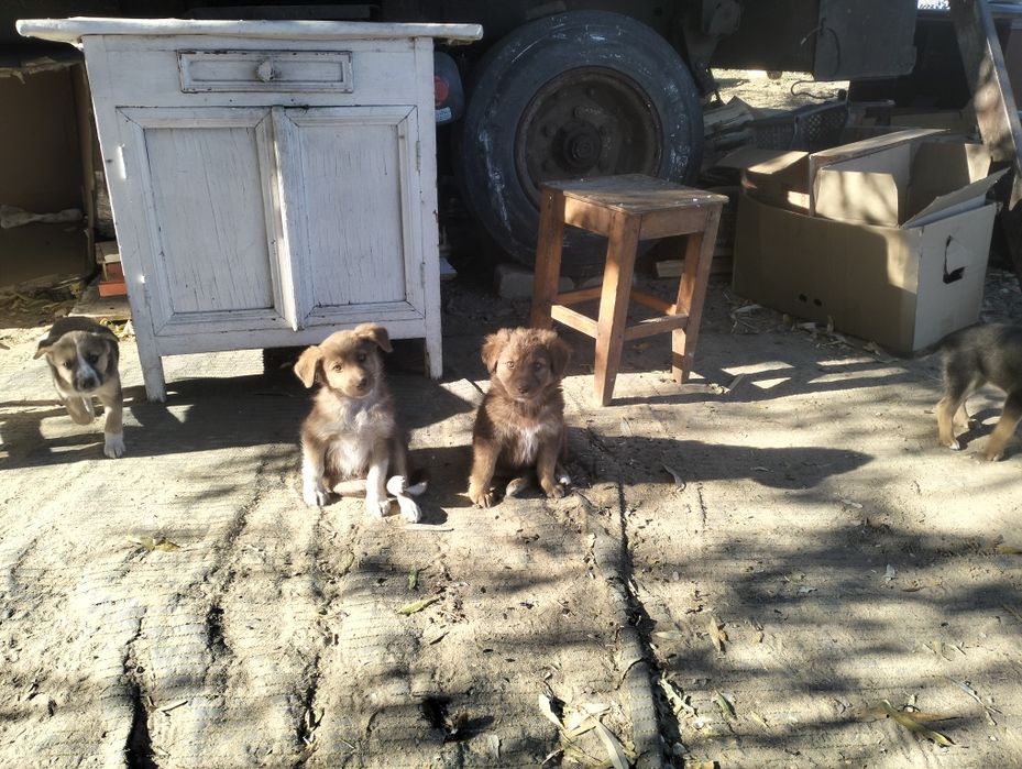 Отдам щенков в хорошие руки