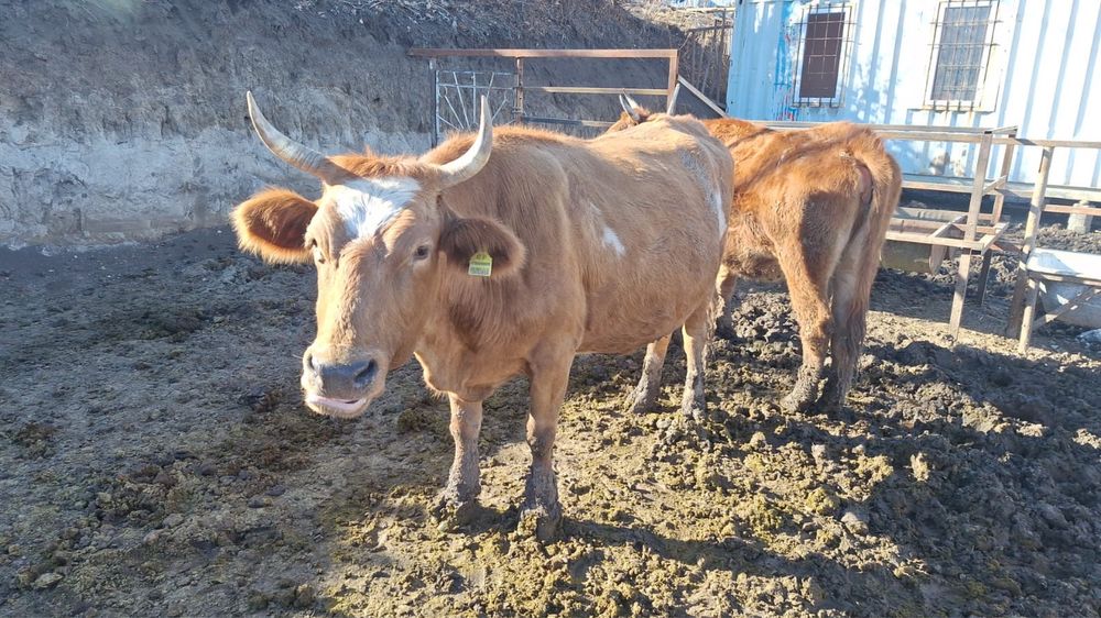 Продам 4 стельных коров
