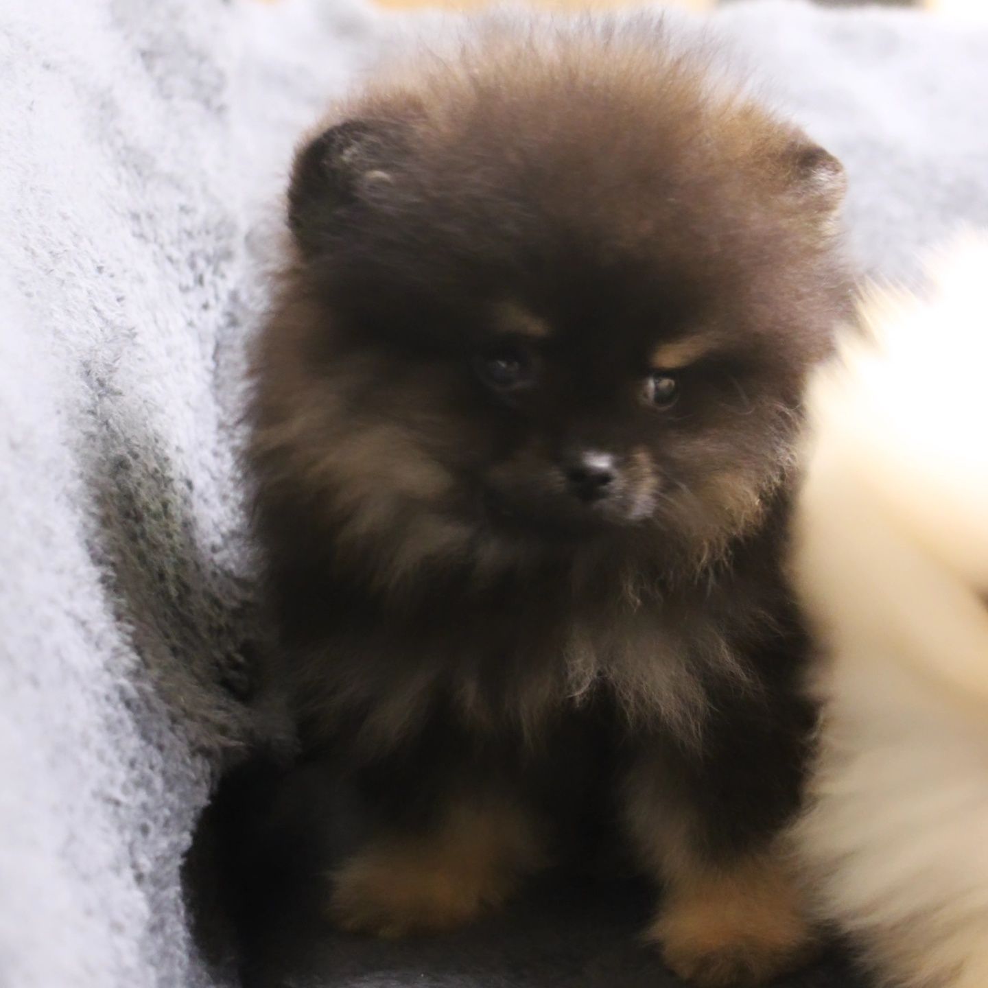 Развъдник Померан Golden Pom - мъжки померан