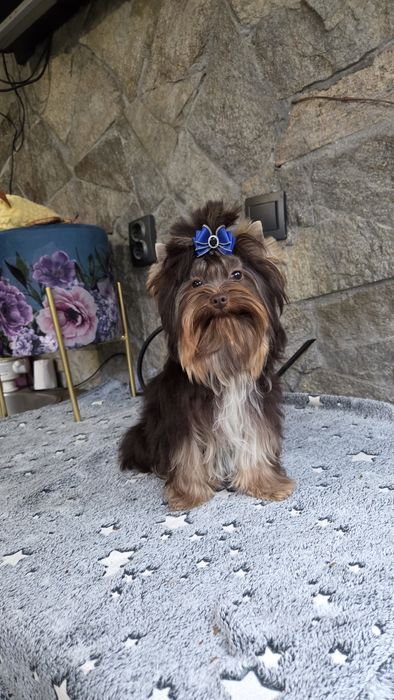 Шоколадов йоркширски териер