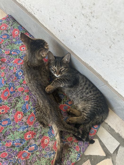 Отдам котят в хорошие руки